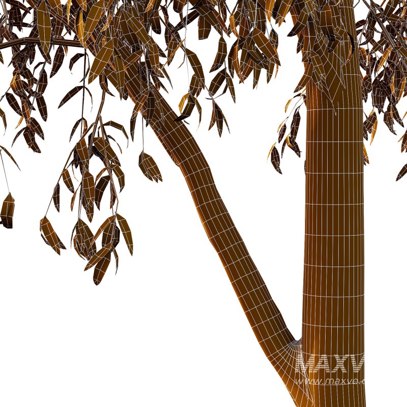 Eucalyptus Robusta Trees 06 - Image 3