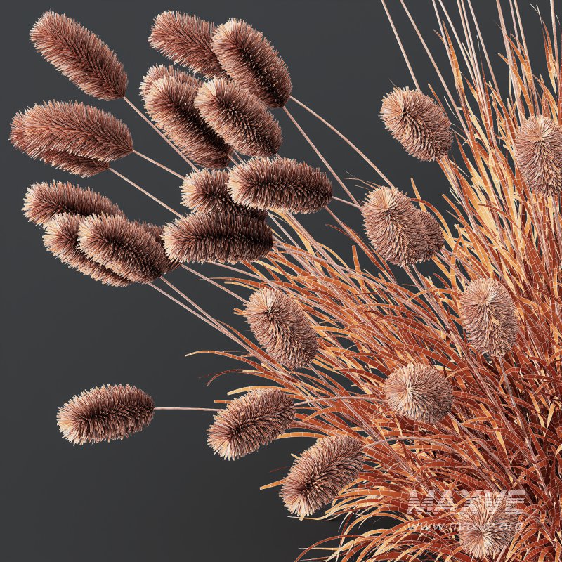 AV 6 different grasses Pennisetum Alopecuroides Lampenputzergras Fountain Hameln and Carex Elata Aurea Grass Version2 - Image 12