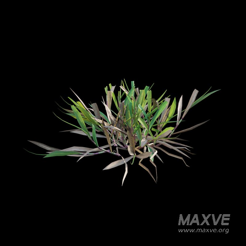 Cynodon dactylon – cut 02 - Image 6