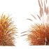 AV Calamagrostis Karl Foerster and Stipa Anemanthele lessoniana Grasses - Thumbnail 12