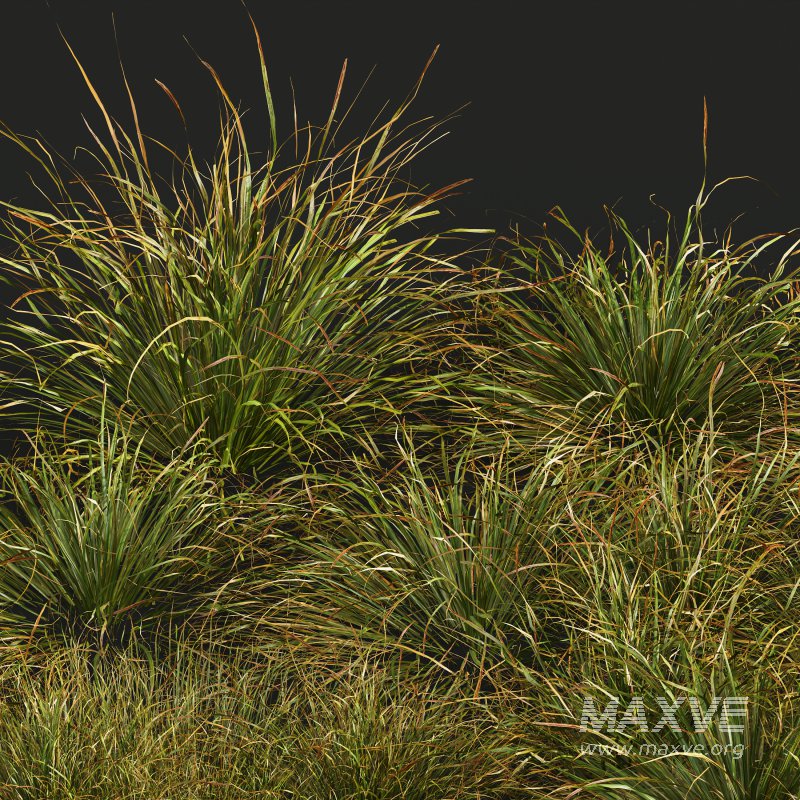 AV 20 different grass Stipa arundinacea Anemanthele lessoniana and Stipa arundinacea Sweet Grass - Image 9