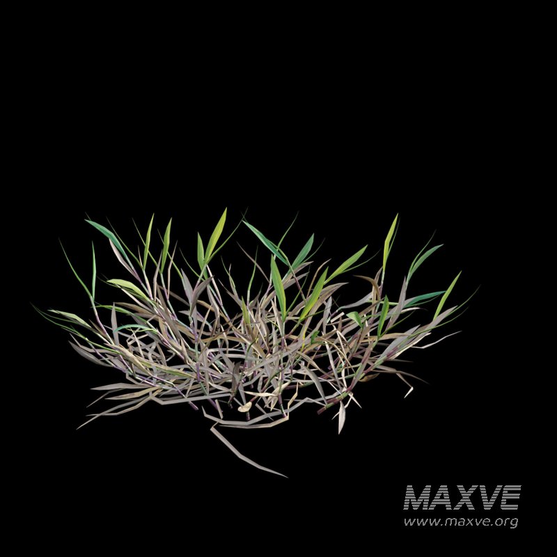 Cynodon dactylon – dry 02 - Image 6