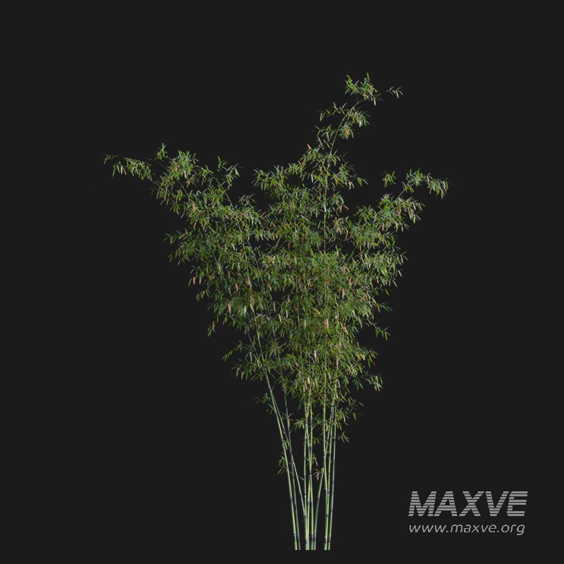 Bamboo – Bambusa lako - Image 4