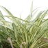 Pandanus baptistii – Variegated Dwarf Pandanus - Thumbnail 1