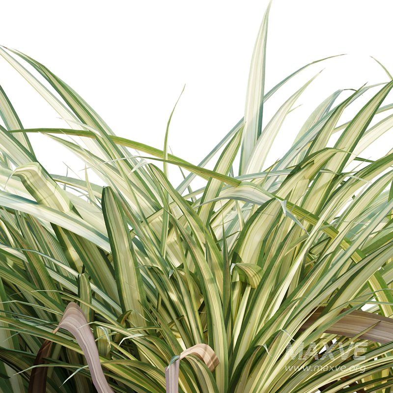 Pandanus baptistii – Variegated Dwarf Pandanus - Image 1