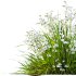 AV Spring flowering grasses Fringe lily and Libertia Grandiflora - Thumbnail 11