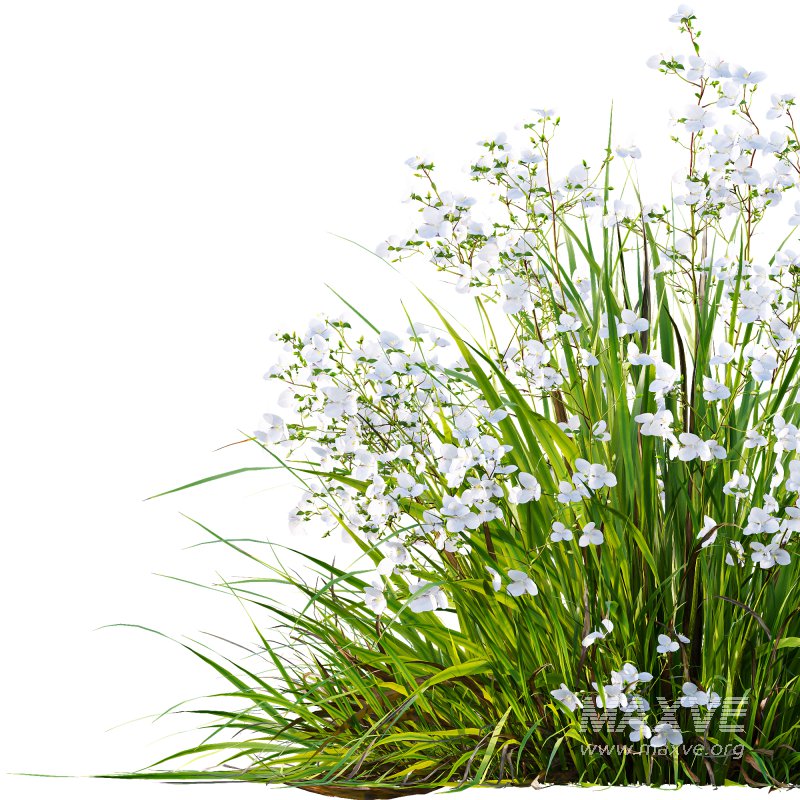 AV Spring flowering grasses Fringe lily and Libertia Grandiflora - Image 11