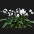 Eucharis grandiflora – Amazon Lily - Thumbnail 6