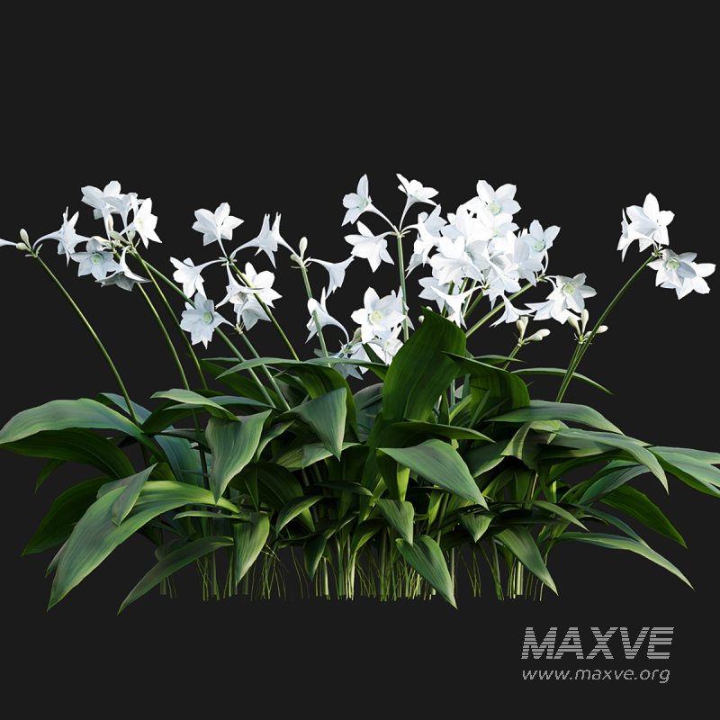 Eucharis grandiflora – Amazon Lily - Image 6