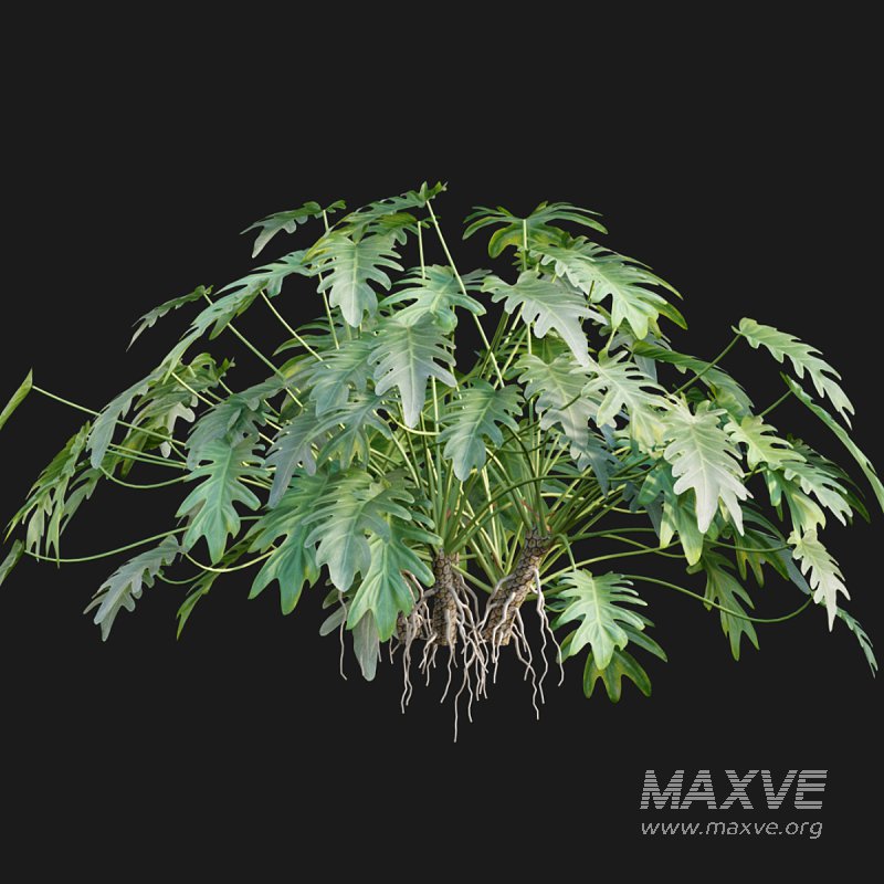 Philodendron xanadu - Image 3