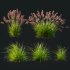AV 6 different grasses Pennisetum Alopecuroides Lampenputzergras Fountain Hameln and Carex Elata Aurea Grass Version2 - Thumbnail 10