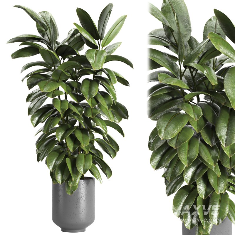 Indoor plant 04 - Image 1