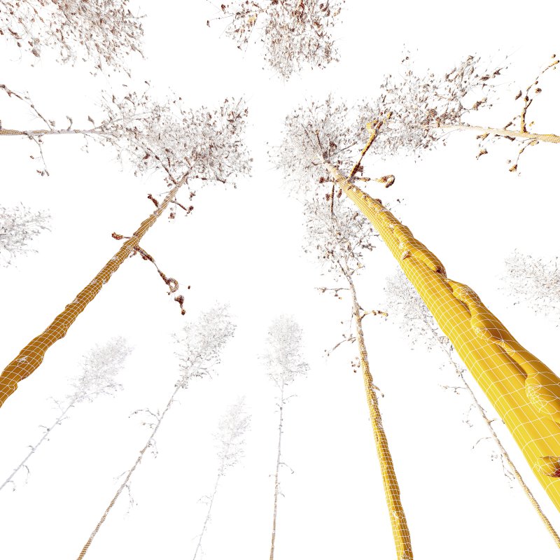 AV Plants Betula Pendula Winter Snow - Image 3