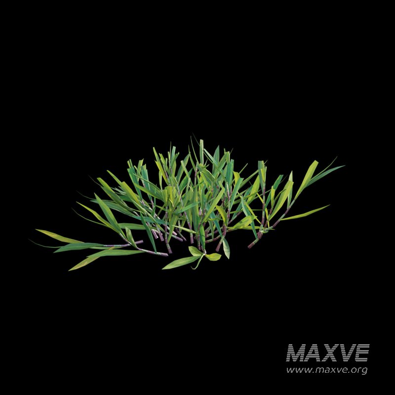 Cynodon dactylon – cut 01 - Image 6