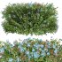 Ceratostigma Plumbaginoides Bleiwurz Bush - Thumbnail 3