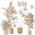 AV Indoor plants set 188 Mission Kalamata Leccino Arbequina Olive and Ficus Cyathistipula and Mountain Kentia Palm - Thumbnail 8