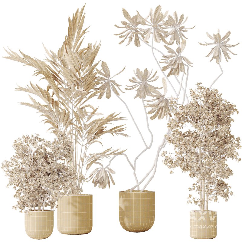 AV Indoor plants set 188 Mission Kalamata Leccino Arbequina Olive and Ficus Cyathistipula and Mountain Kentia Palm - Image 8