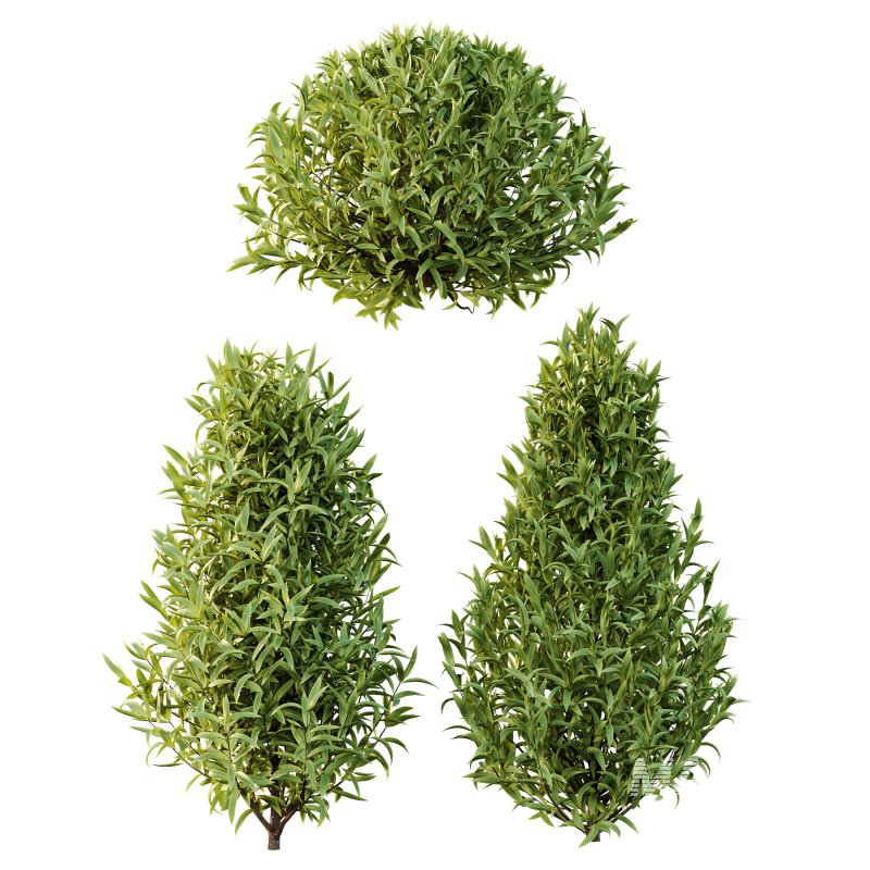 Sweet Viburnum Plant01 - Image 3