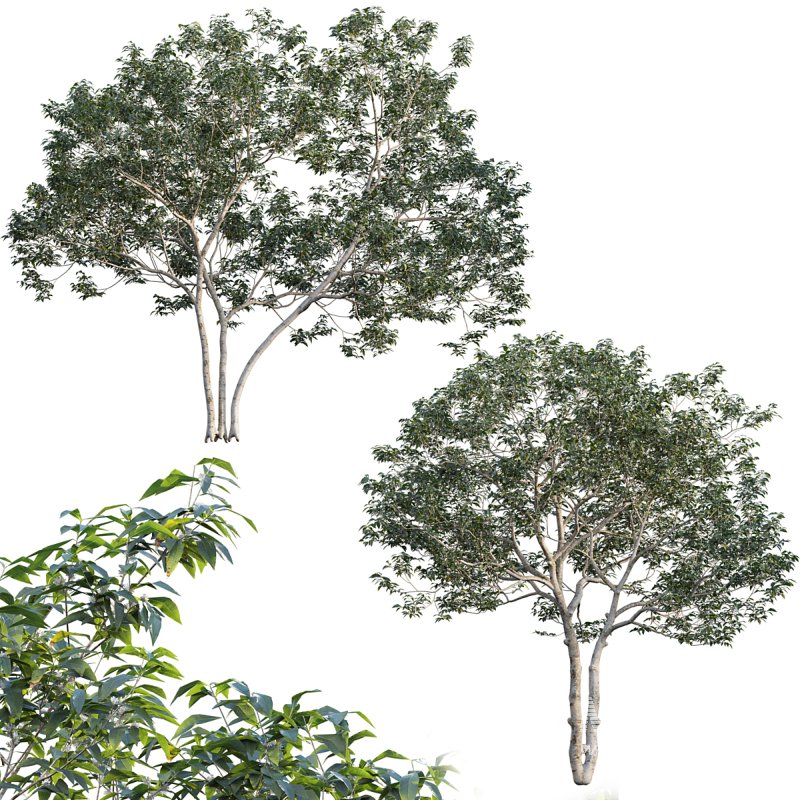 Osmanthus fragrans 02 - Image 1