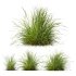 AV 6 different grasses Pennisetum Alopecuroides Lampenputzergras Fountain Hameln and Carex Elata Aurea Grass Version2 - Thumbnail 4