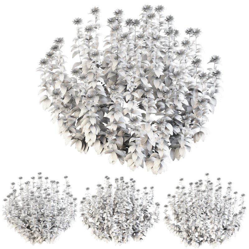 ornamental bush bloom - Image 3