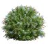 Ceratostigma Plumbaginoides Bleiwurz Bush - Thumbnail 2