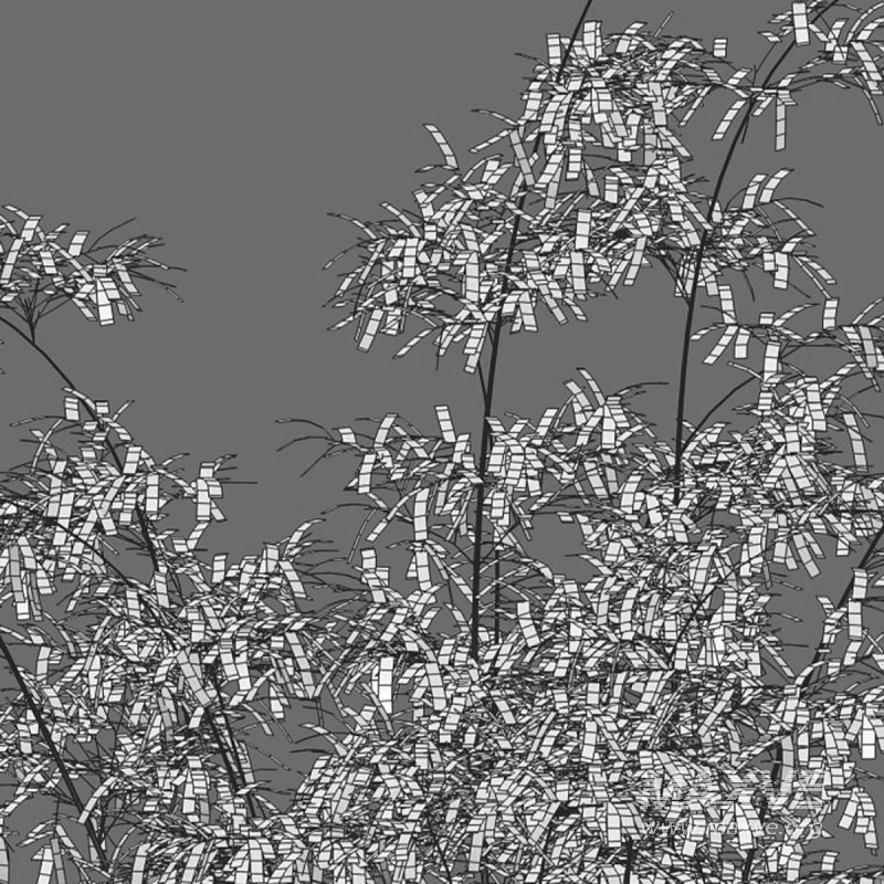 Bamboo – Bambusa lako - Image 5