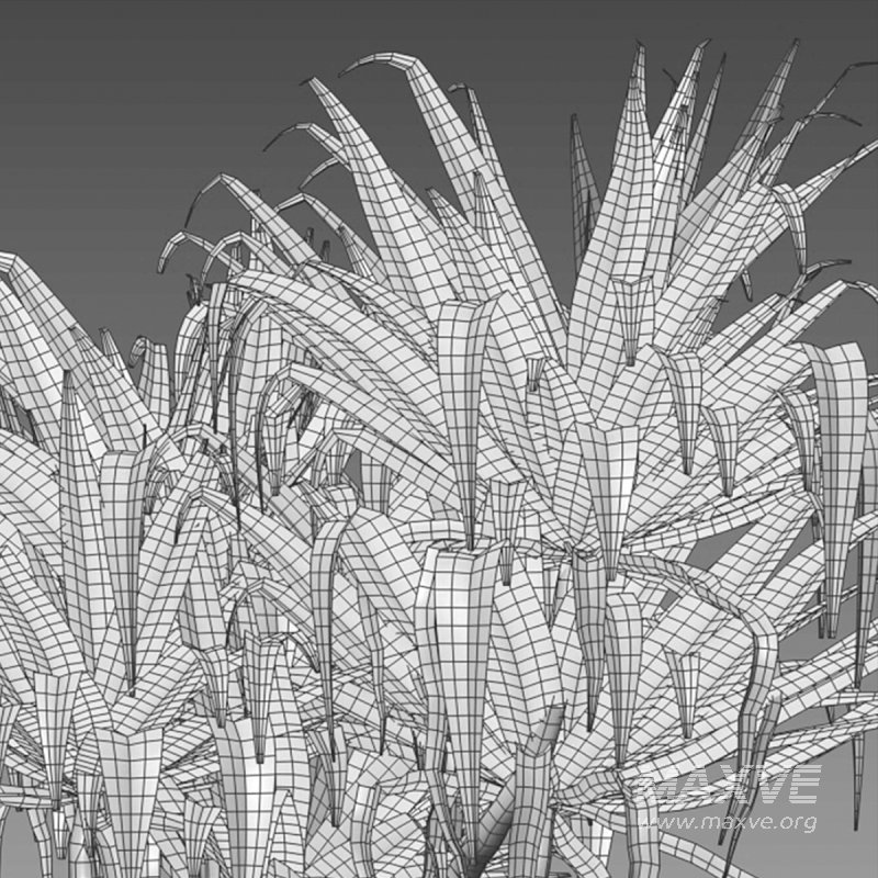 Pandanus baptistii – Variegated Dwarf Pandanus - Image 3