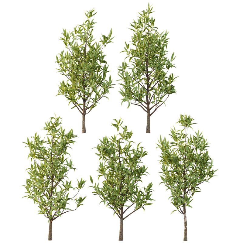 Sweet Viburnum Plant02 - Image 1