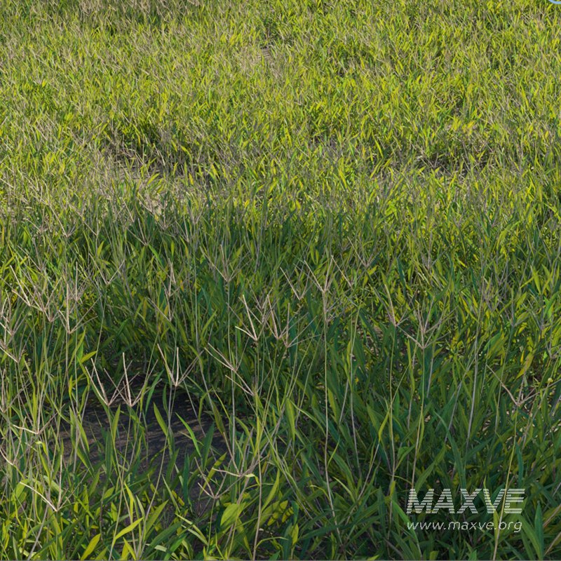 Cynodon dactylon – set 02 - Image 2