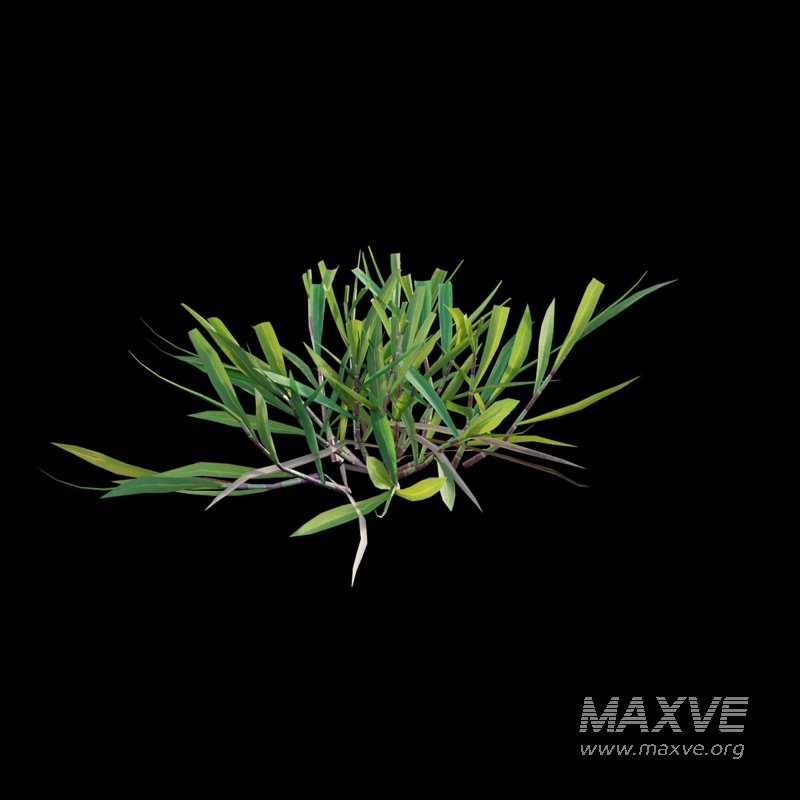 Cynodon dactylon – cut 01 - Image 7