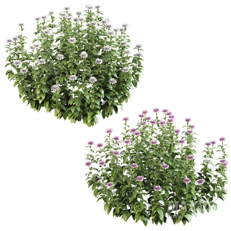 ornamental bush bloom - Image 5