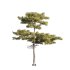 Pinus tabuliformis 02 - Thumbnail 3
