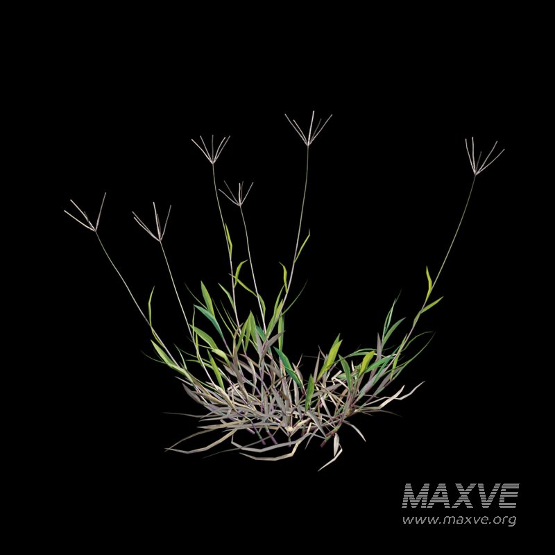 Cynodon dactylon – dry 01 - Image 3