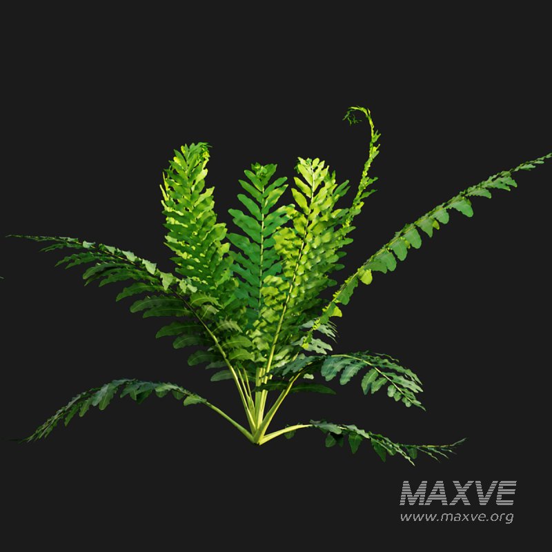 Silver Lady Fern – Blechnum gibbum - Image 5