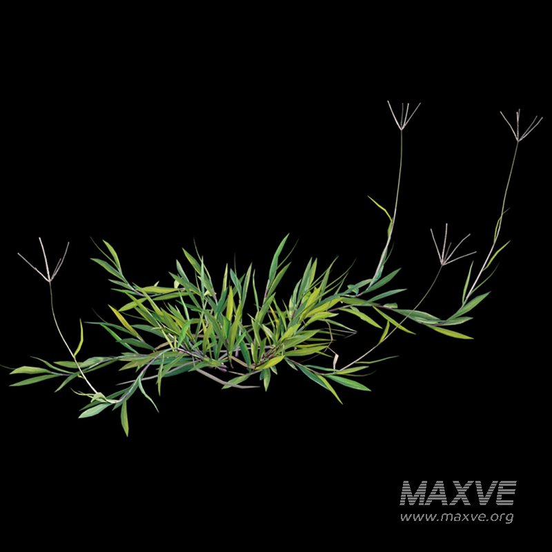 Cynodon dactylon – set 03 - Image 9