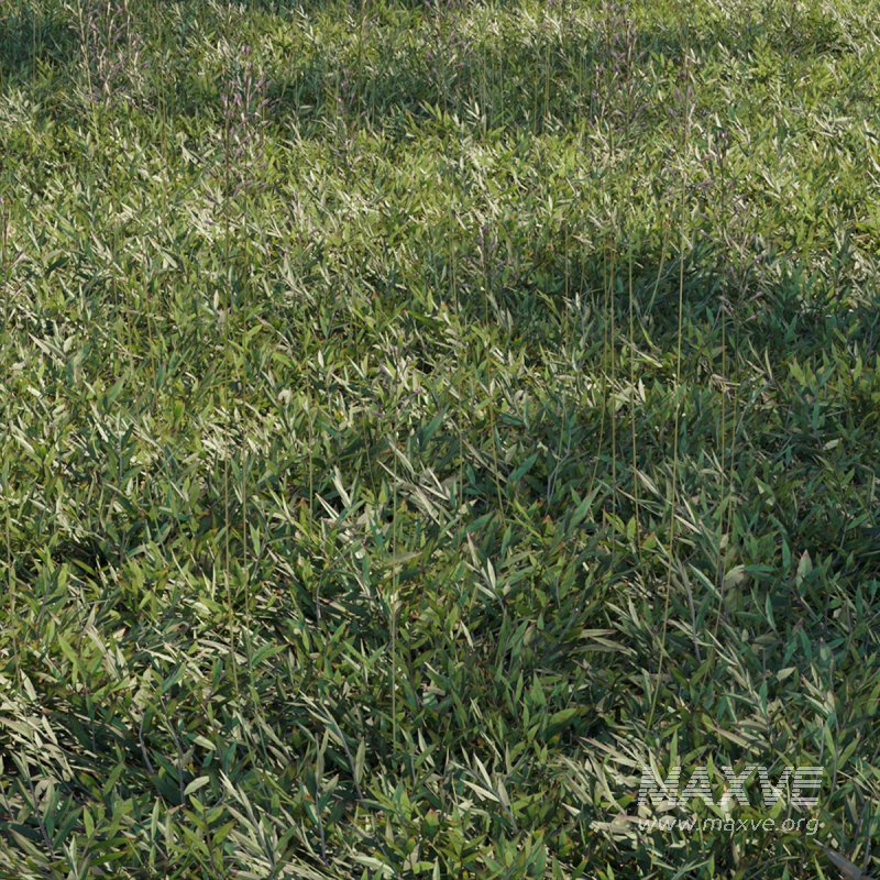 Chrysopogon aciculatus 02 - Image 2