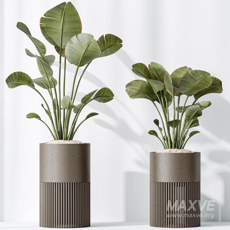 AV Indoor plants set 178 Mission Arbequina Olive and Ravenala Banana and Dracaena Lemon Lime Cane Dragon - Image 5