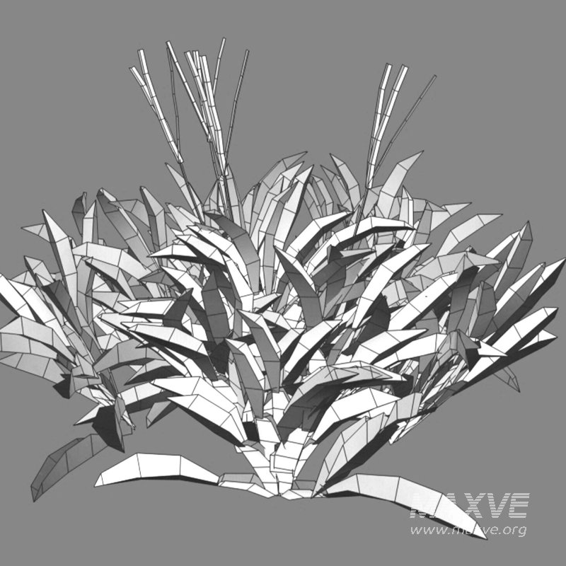 Axonopus Compressus Set 03 - Image 6