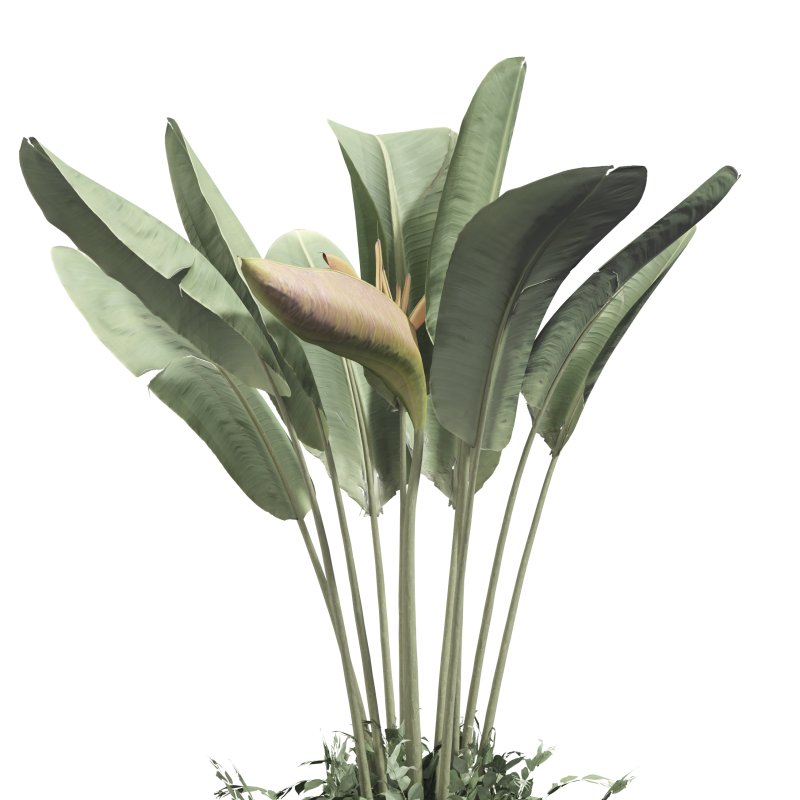 Strelitzia reginae and banana plant - Image 3