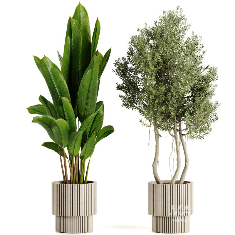Indoor plants-Pot and tree set168 - Image 2