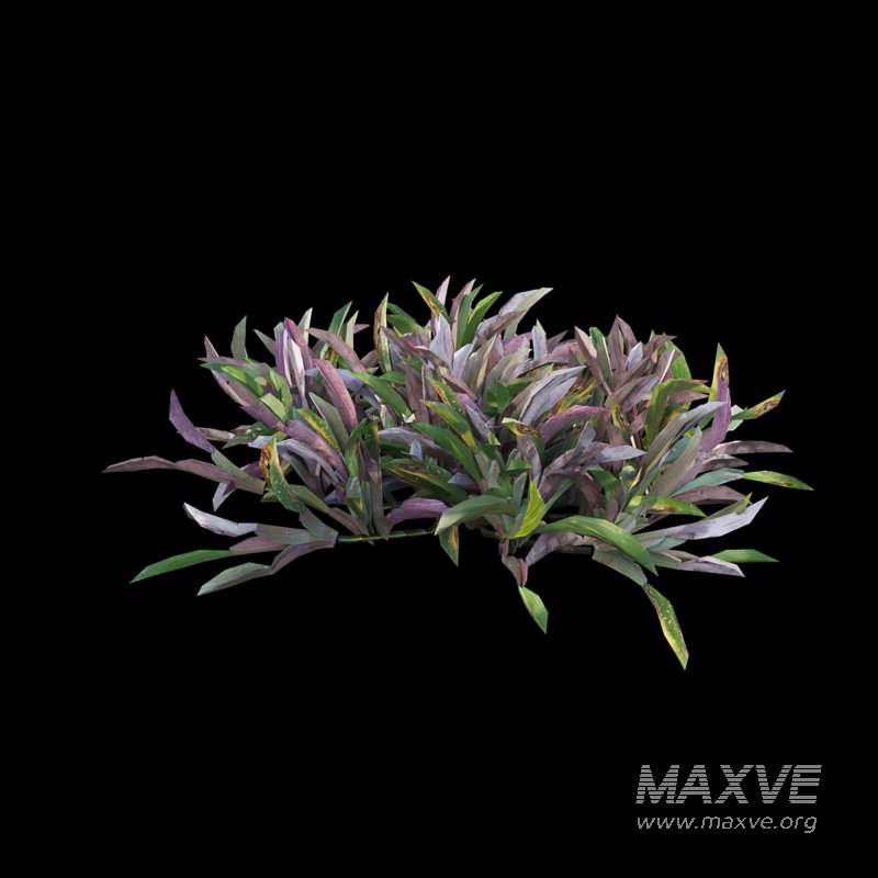 Axonopus compressus_old - Image 4