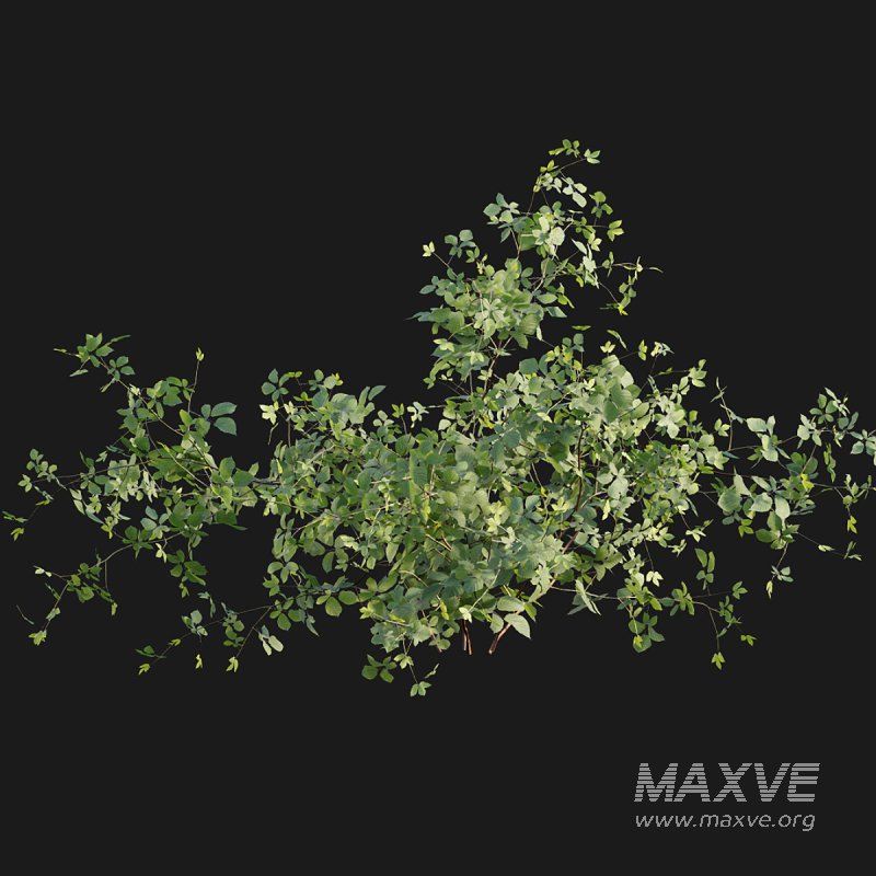 Rubus fruticosus - Image 3