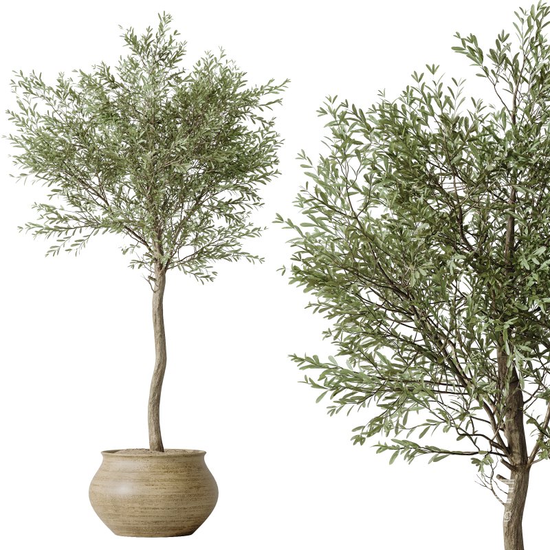 AV Indoor plants set 181 Alocasia Elefantenohr Wentii and Briful Pachira Aquatica Grand Artificiel and Olive Elegant Mission - Image 3