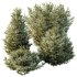 AV 9 different Montra Olive Bush - Thumbnail 1