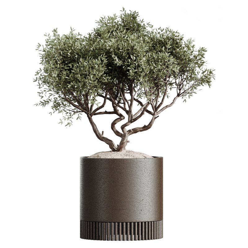 AV Indoor plants set 178 Mission Arbequina Olive and Ravenala Banana and Dracaena Lemon Lime Cane Dragon - Image 4