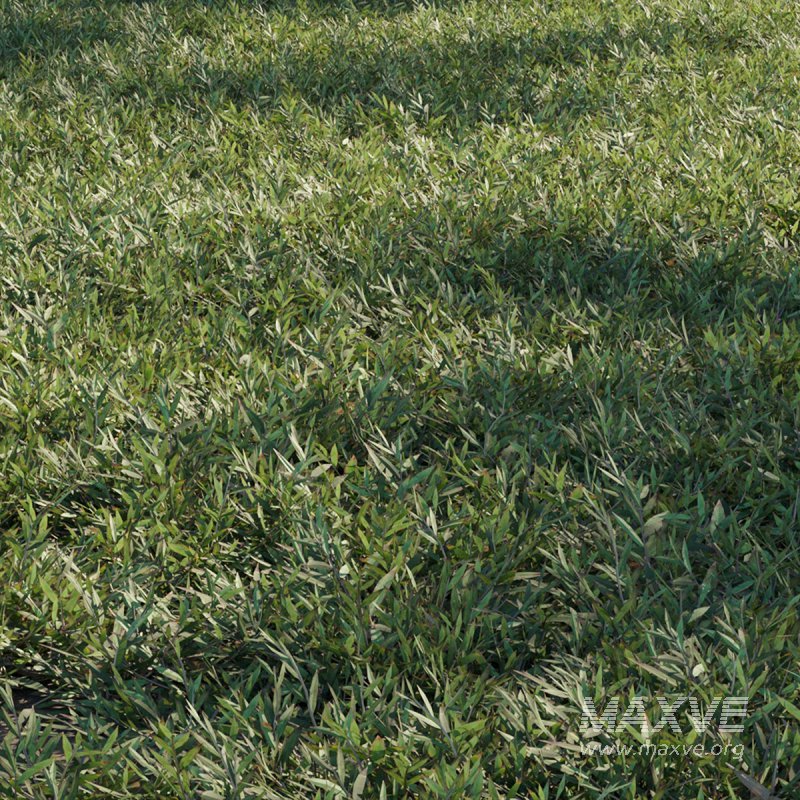 Chrysopogon aciculatus 03 - Image 2