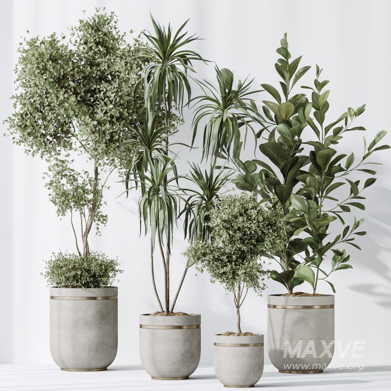 AV Indoor plants set 187 Mission Kalamata Arbequina Olive and Lemon Lime Cane Dragon and Ficus Microcarpa Moclame - Image 8