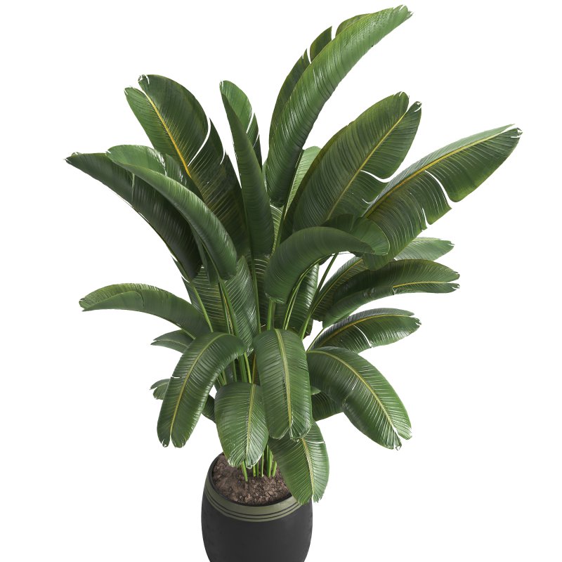 Indoor plant 03 - Image 4