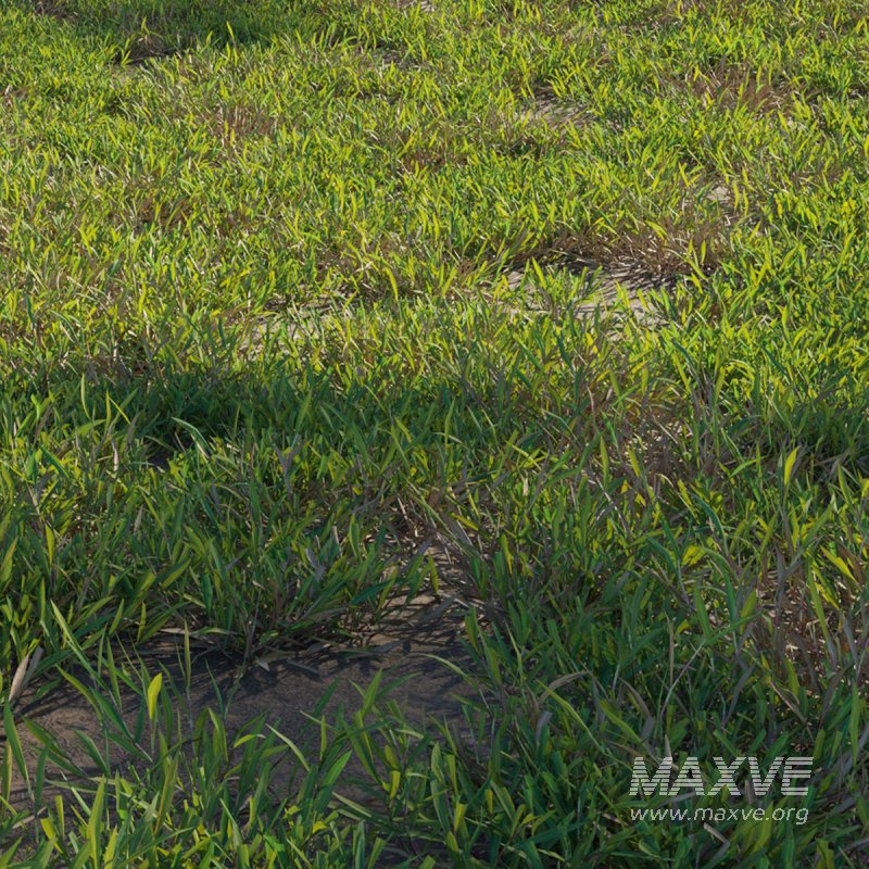 Cynodon dactylon – cut 01 - Image 2